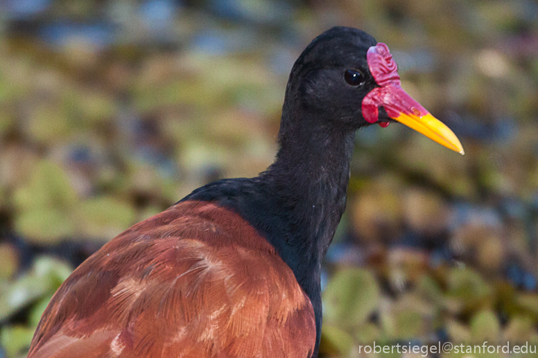 jacana